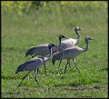 _9SB1972 common cranes